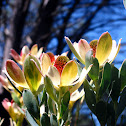 Peninsula conebush