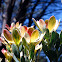 Peninsula conebush