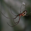 araña