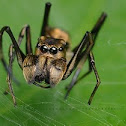 Ant Mimicking Jumping Spider