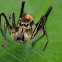 Ant Mimicking Jumping Spider