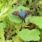 Mariposa-Skipper