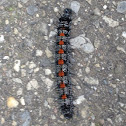 Mourning Cloak Caterpillar