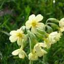 Oxlip