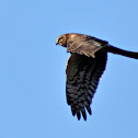 Norther Harrier