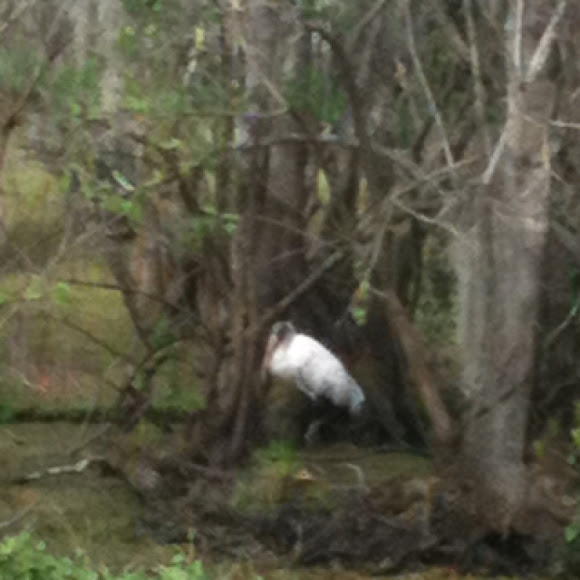 Spotting Image 1