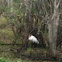 Wood stork