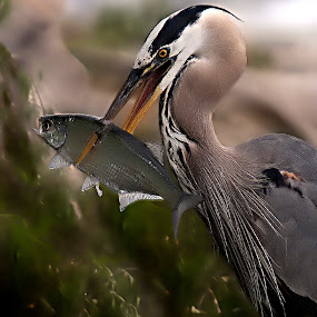 Great Blue Heron Catch by Shelley O'Connell - Wildlife Birds