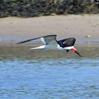 Black Skimmer