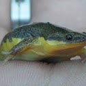 Sapito oval