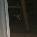 Crane fly