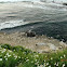 beach flowers