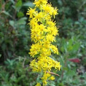 Stout Goldenrod