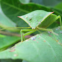 Stink Bug