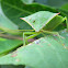 Stink Bug