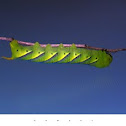 caterpillar