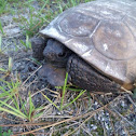 Gopher tortoise