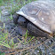 Gopher tortoise
