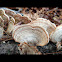 Turkey Tail Mushroom
