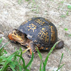 eastern box turtle
