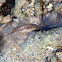 Flatworm at low tide