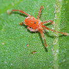 Spider