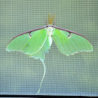 Luna Moth