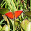 Goatweed Leafwing