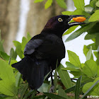 Common Grackle