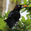 Common Grackle