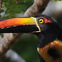 Fiery-billed Aracari