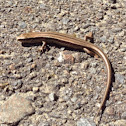 New Zealand Common Skink