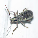 Asiatic oak weevil