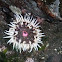 Actinia