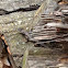 Eastern Fence Lizard