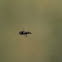 Hover Fly