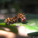 Caterpillar
