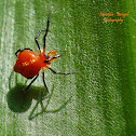 Orange Pearl Spider (Male)