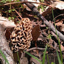 Morel