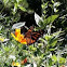 Monarch Butterfly 