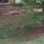 Eastern cottontail