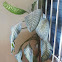Dumb cane