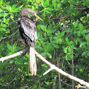Anhinga