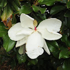 Magnolia tree