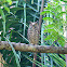 Great Horned Owl