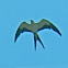 Swallow-Tailed Kite