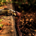 Northern Watersnake
