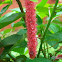 Red hot cat tail