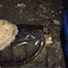Snapping turtle