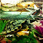 Red Eared Slider